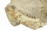 Oreodont (Merycoidodon) Jaws & Forelimb in Situ - South Dakota #270141-5